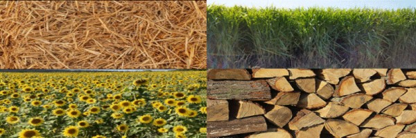 Possibility of identifying the type of biomass burned on the basis of magnetic and geochemical indicators and the influence of environmental factors of plant growth on the physicochemical properties of biomass ash