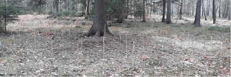 Spatial distribution of dust pollutants in soils of under-canopy areas of selected coniferous and deciduous species – research based on integrated magnetic and geochemical methods